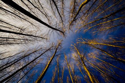 Árboles contra el cielo